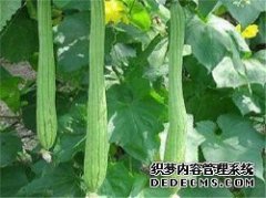 <b>【天辰平台首页】蔬菜配送需要注意什么</b>